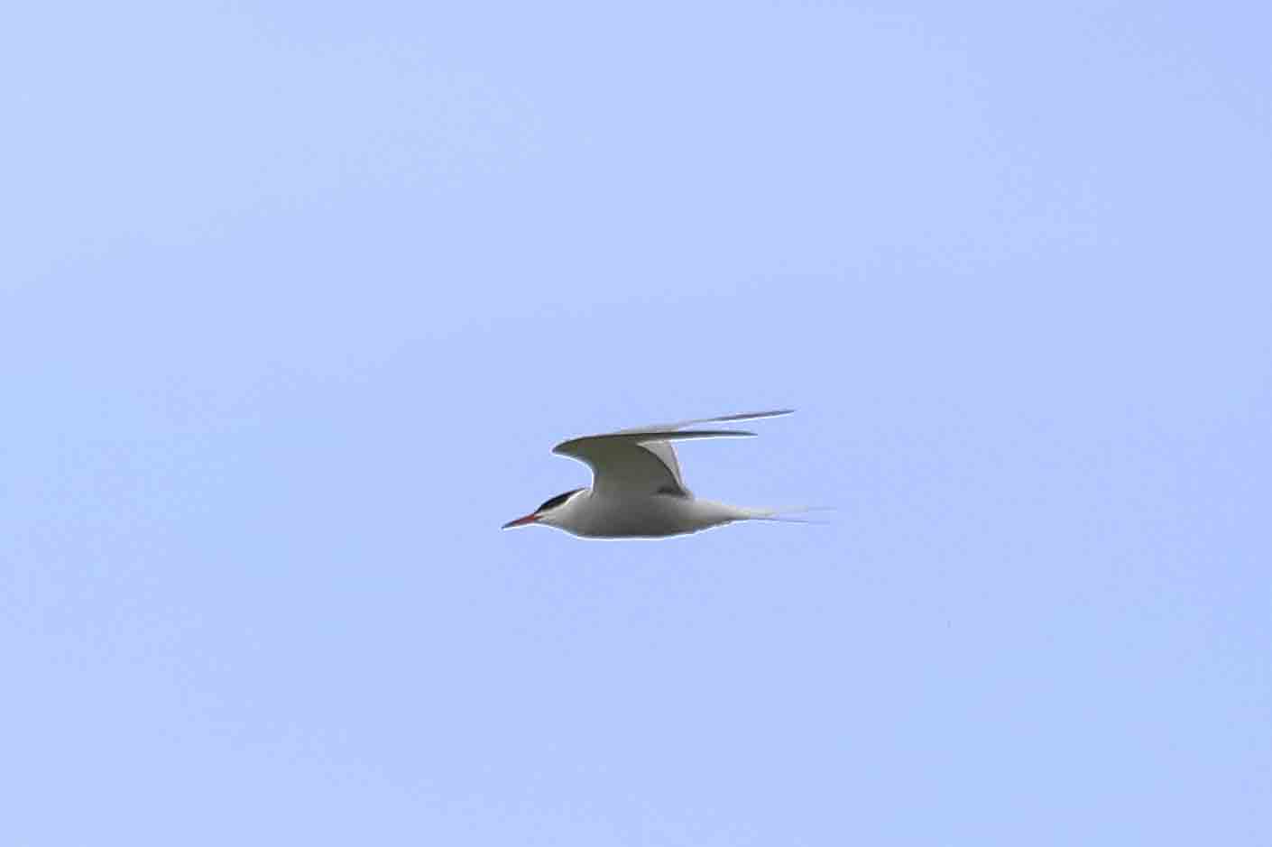 Visdief vliegt in de lucht.